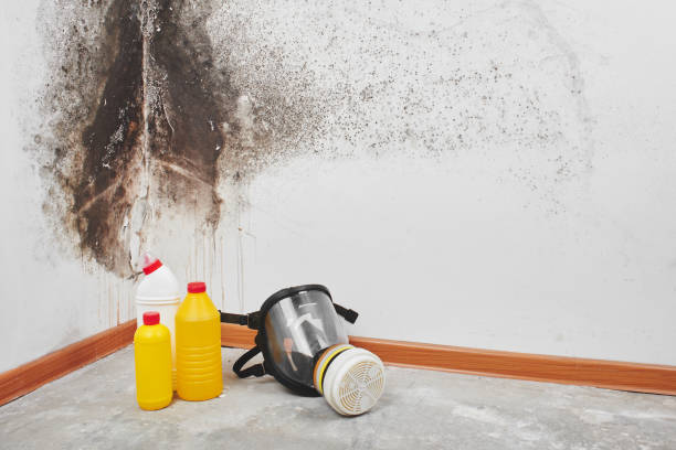 Best Local Mold Removal Service  in Trussville, AL