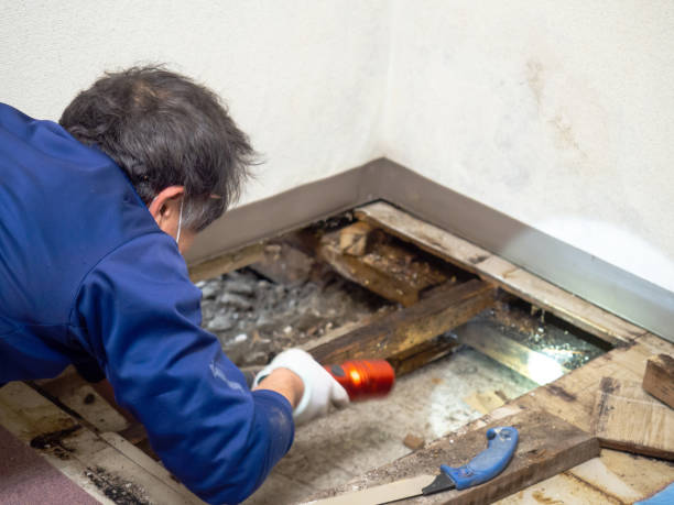 Best Toxic Mold Removal  in Trussville, AL