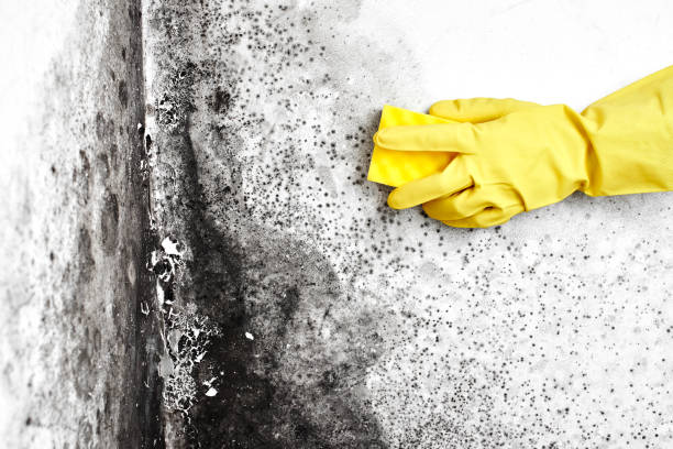 Reliable Trussville, AL Mold Removal Solutions
