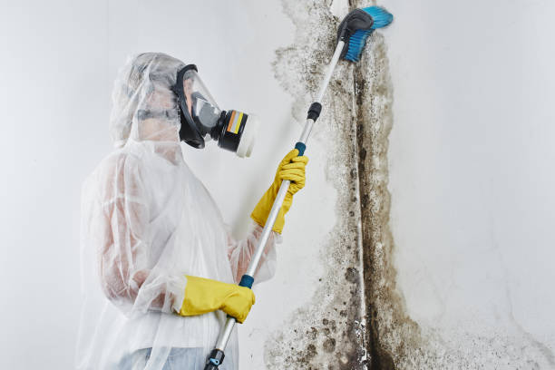 Best Toxic Mold Removal  in Trussville, AL
