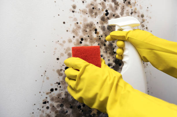 Best Commercial Mold Removal  in Trussville, AL